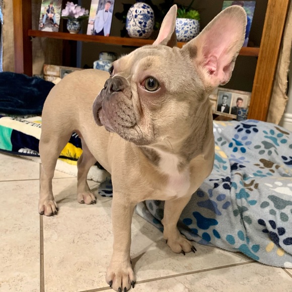 Allergy Alert - Smoke free, pet friendly home! - Picture 9 of 16